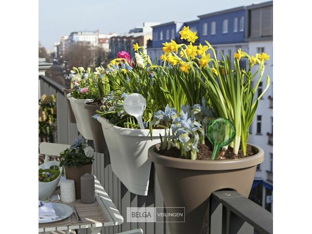 Waterdruppelaar - afbeelding 5 van  5