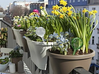 Waterdruppelaar - afbeelding 5 van  5