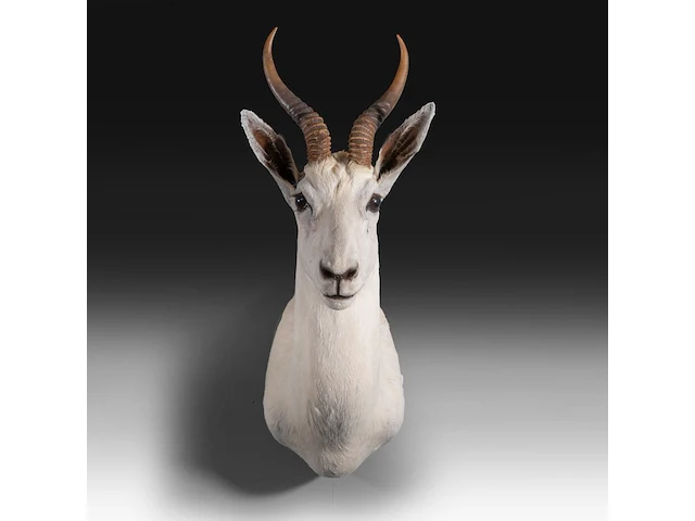 White springbok or springbuck (antidorcas marsupialis) shoulder mount, taxidermy trophy, h 70 cm - afbeelding 1 van  3