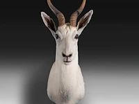 White springbok or springbuck (antidorcas marsupialis) shoulder mount, taxidermy trophy, h 70 cm