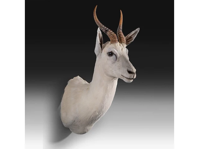 White springbok or springbuck (antidorcas marsupialis) shoulder mount, taxidermy trophy, h 70 cm - afbeelding 2 van  3