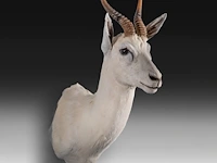 White springbok or springbuck (antidorcas marsupialis) shoulder mount, taxidermy trophy, h 70 cm - afbeelding 2 van  3