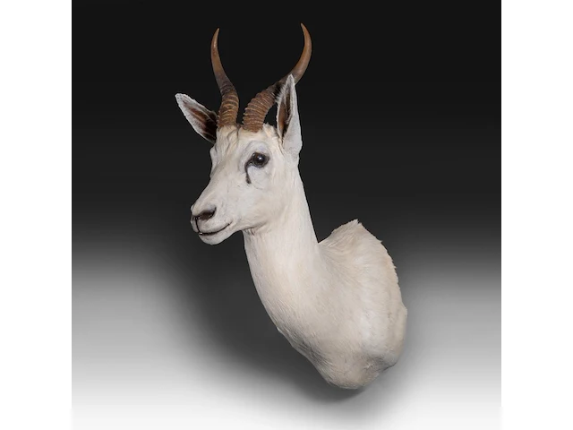 White springbok or springbuck (antidorcas marsupialis) shoulder mount, taxidermy trophy, h 70 cm - afbeelding 3 van  3
