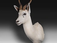 White springbok or springbuck (antidorcas marsupialis) shoulder mount, taxidermy trophy, h 70 cm - afbeelding 3 van  3