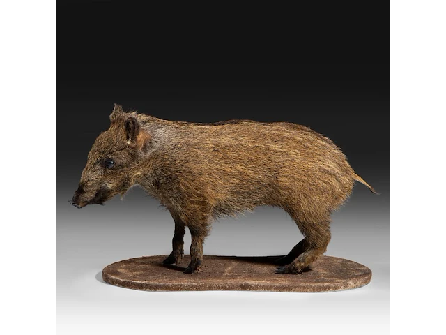 Wild boar with smaller boar (sus scrofa) full mounts, taxidermy trophy, h 80 cm / h 42 cm - afbeelding 2 van  18
