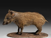 Wild boar with smaller boar (sus scrofa) full mounts, taxidermy trophy, h 80 cm / h 42 cm - afbeelding 2 van  18