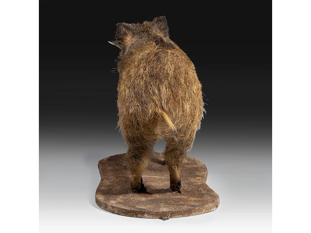 Wild boar with smaller boar (sus scrofa) full mounts, taxidermy trophy, h 80 cm / h 42 cm - afbeelding 3 van  18