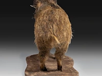 Wild boar with smaller boar (sus scrofa) full mounts, taxidermy trophy, h 80 cm / h 42 cm - afbeelding 3 van  18