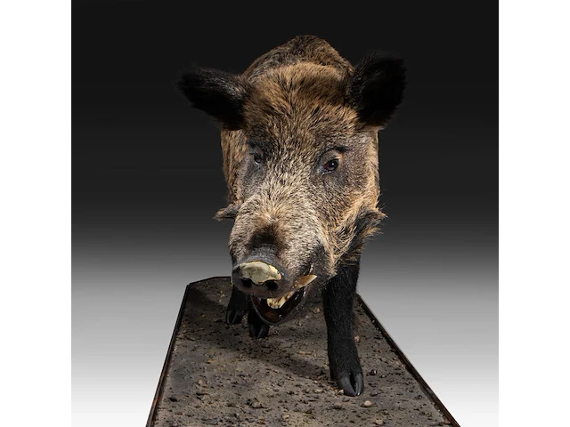 Wild boar with smaller boar (sus scrofa) full mounts, taxidermy trophy, h 80 cm / h 42 cm - afbeelding 4 van  18