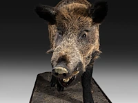 Wild boar with smaller boar (sus scrofa) full mounts, taxidermy trophy, h 80 cm / h 42 cm - afbeelding 4 van  18