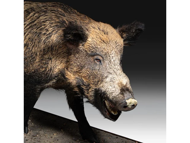 Wild boar with smaller boar (sus scrofa) full mounts, taxidermy trophy, h 80 cm / h 42 cm - afbeelding 5 van  18