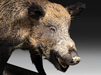 Wild boar with smaller boar (sus scrofa) full mounts, taxidermy trophy, h 80 cm / h 42 cm - afbeelding 5 van  18
