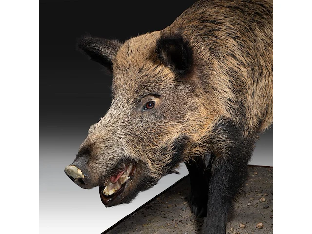 Wild boar with smaller boar (sus scrofa) full mounts, taxidermy trophy, h 80 cm / h 42 cm - afbeelding 6 van  18