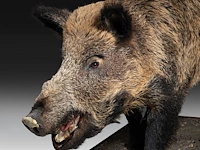Wild boar with smaller boar (sus scrofa) full mounts, taxidermy trophy, h 80 cm / h 42 cm - afbeelding 6 van  18