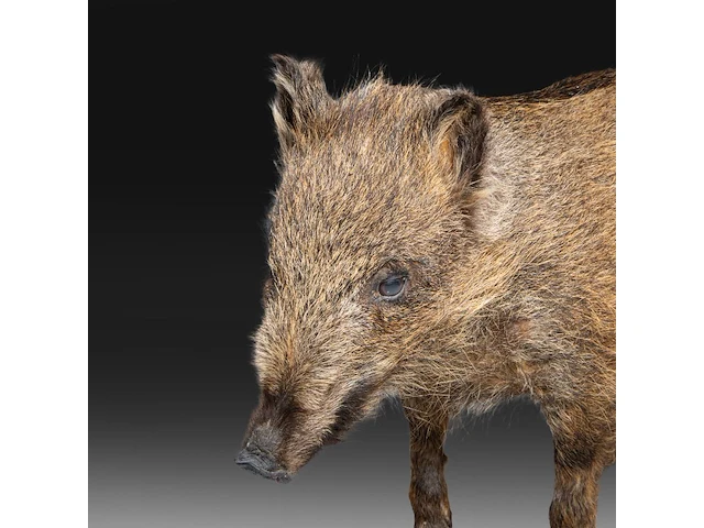 Wild boar with smaller boar (sus scrofa) full mounts, taxidermy trophy, h 80 cm / h 42 cm - afbeelding 7 van  18