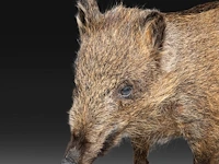 Wild boar with smaller boar (sus scrofa) full mounts, taxidermy trophy, h 80 cm / h 42 cm - afbeelding 7 van  18