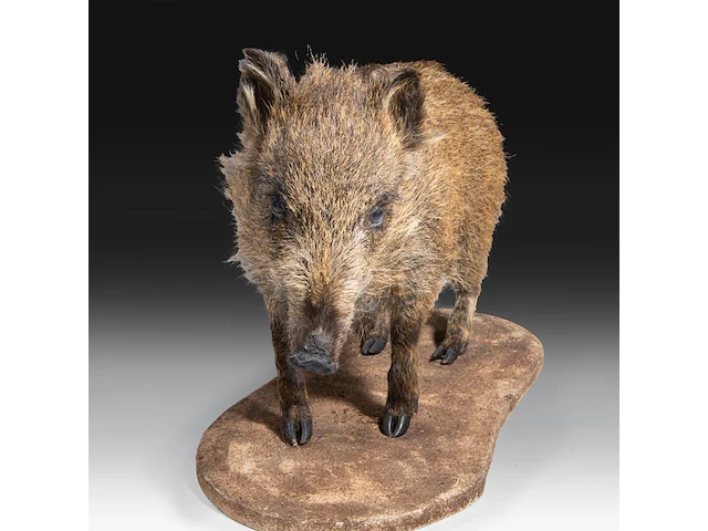 Wild boar with smaller boar (sus scrofa) full mounts, taxidermy trophy, h 80 cm / h 42 cm - afbeelding 8 van  18