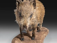 Wild boar with smaller boar (sus scrofa) full mounts, taxidermy trophy, h 80 cm / h 42 cm - afbeelding 8 van  18