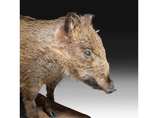 Wild boar with smaller boar (sus scrofa) full mounts, taxidermy trophy, h 80 cm / h 42 cm - afbeelding 9 van  18