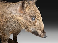 Wild boar with smaller boar (sus scrofa) full mounts, taxidermy trophy, h 80 cm / h 42 cm - afbeelding 9 van  18
