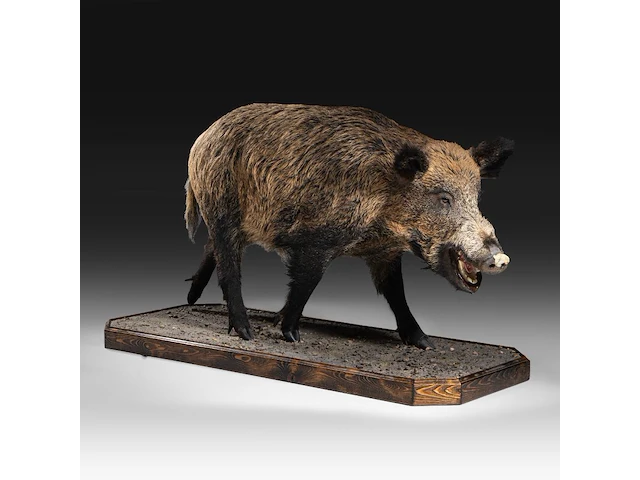 Wild boar with smaller boar (sus scrofa) full mounts, taxidermy trophy, h 80 cm / h 42 cm - afbeelding 10 van  18