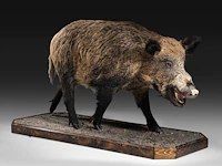 Wild boar with smaller boar (sus scrofa) full mounts, taxidermy trophy, h 80 cm / h 42 cm - afbeelding 10 van  18