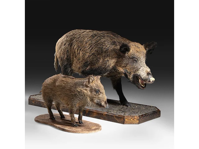 Wild boar with smaller boar (sus scrofa) full mounts, taxidermy trophy, h 80 cm / h 42 cm - afbeelding 1 van  18