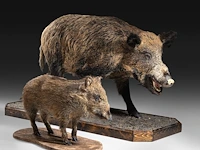 Wild boar with smaller boar (sus scrofa) full mounts, taxidermy trophy, h 80 cm / h 42 cm