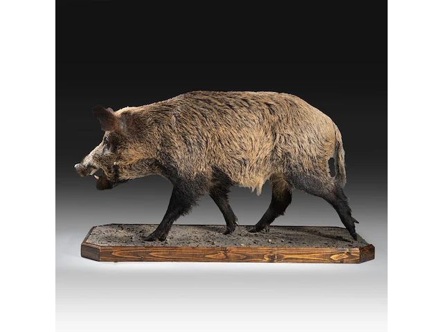 Wild boar with smaller boar (sus scrofa) full mounts, taxidermy trophy, h 80 cm / h 42 cm - afbeelding 11 van  18