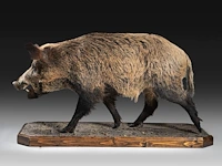 Wild boar with smaller boar (sus scrofa) full mounts, taxidermy trophy, h 80 cm / h 42 cm - afbeelding 11 van  18