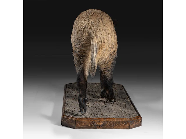 Wild boar with smaller boar (sus scrofa) full mounts, taxidermy trophy, h 80 cm / h 42 cm - afbeelding 12 van  18