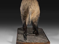 Wild boar with smaller boar (sus scrofa) full mounts, taxidermy trophy, h 80 cm / h 42 cm - afbeelding 12 van  18