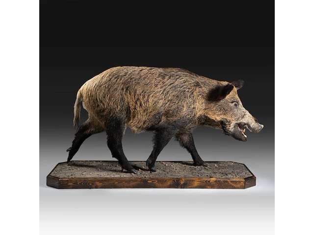 Wild boar with smaller boar (sus scrofa) full mounts, taxidermy trophy, h 80 cm / h 42 cm - afbeelding 13 van  18