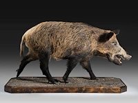 Wild boar with smaller boar (sus scrofa) full mounts, taxidermy trophy, h 80 cm / h 42 cm - afbeelding 13 van  18