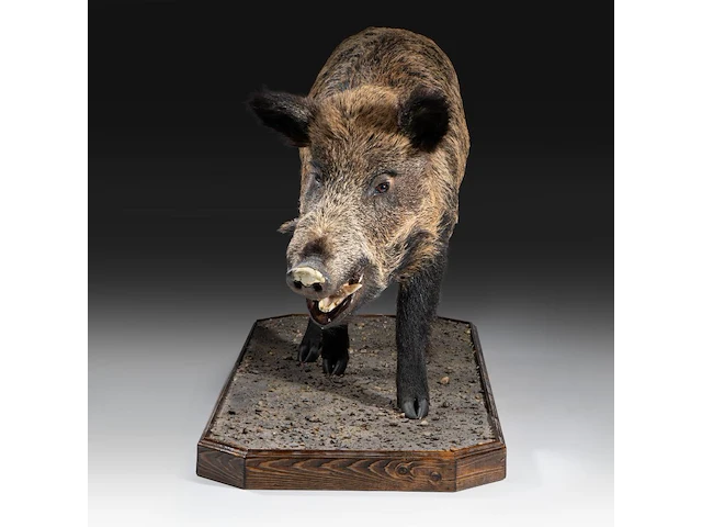 Wild boar with smaller boar (sus scrofa) full mounts, taxidermy trophy, h 80 cm / h 42 cm - afbeelding 14 van  18