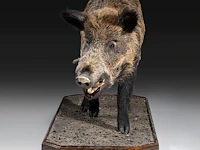 Wild boar with smaller boar (sus scrofa) full mounts, taxidermy trophy, h 80 cm / h 42 cm - afbeelding 14 van  18