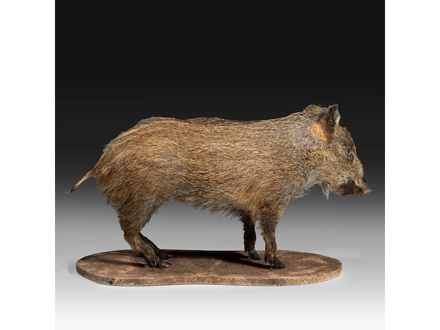 Wild boar with smaller boar (sus scrofa) full mounts, taxidermy trophy, h 80 cm / h 42 cm - afbeelding 15 van  18