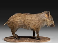 Wild boar with smaller boar (sus scrofa) full mounts, taxidermy trophy, h 80 cm / h 42 cm - afbeelding 15 van  18