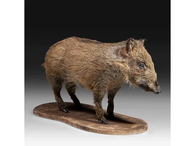 Wild boar with smaller boar (sus scrofa) full mounts, taxidermy trophy, h 80 cm / h 42 cm - afbeelding 16 van  18