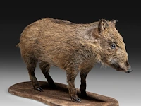 Wild boar with smaller boar (sus scrofa) full mounts, taxidermy trophy, h 80 cm / h 42 cm - afbeelding 16 van  18
