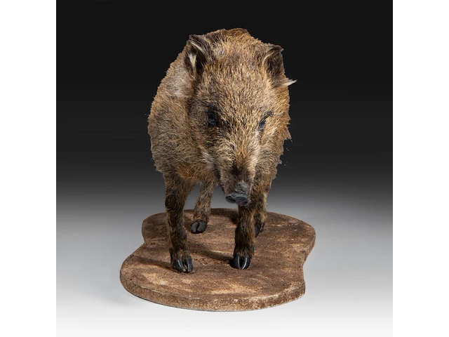 Wild boar with smaller boar (sus scrofa) full mounts, taxidermy trophy, h 80 cm / h 42 cm - afbeelding 17 van  18