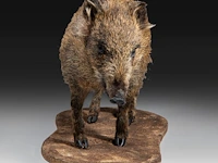 Wild boar with smaller boar (sus scrofa) full mounts, taxidermy trophy, h 80 cm / h 42 cm - afbeelding 17 van  18
