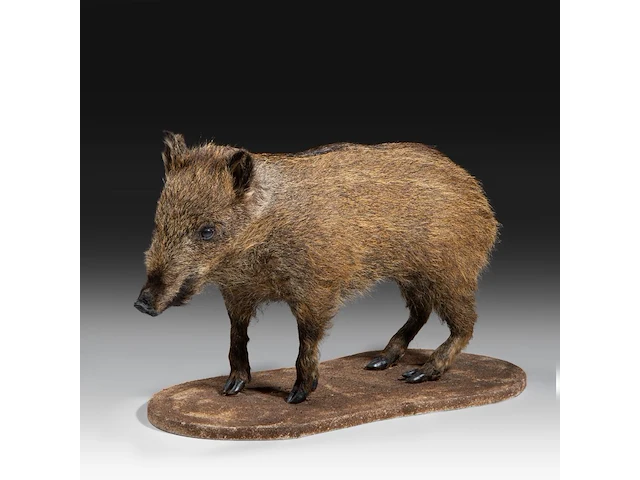 Wild boar with smaller boar (sus scrofa) full mounts, taxidermy trophy, h 80 cm / h 42 cm - afbeelding 18 van  18