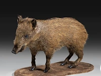 Wild boar with smaller boar (sus scrofa) full mounts, taxidermy trophy, h 80 cm / h 42 cm - afbeelding 18 van  18