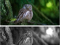 Wildcamera 32mp hd - afbeelding 3 van  5