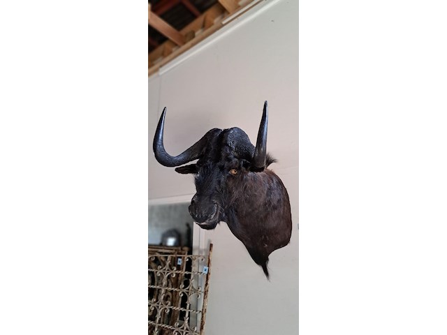 Wildebeest (gnoe) - afbeelding 1 van  2
