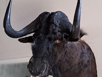 Wildebeest (gnoe)