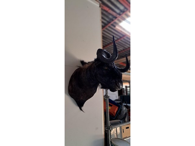 Wildebeest (gnoe) - afbeelding 2 van  2