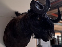 Wildebeest (gnoe) - afbeelding 2 van  2
