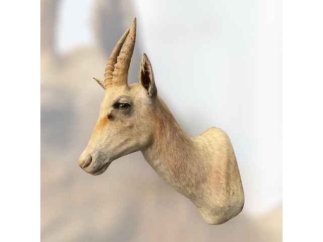 Witte blessbock - zuid-afrika - afbeelding 1 van  5